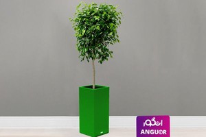 گلدان هدیه لوکس انگور با بنجامین سبز سایز بزرگ (مخصوص نمایشگاه)