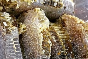 فروش عسل کوهی/قیمت هرکیلوگرم: 750,000 تومان